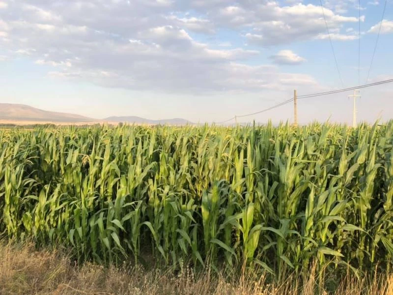Aslanapa’da silajlık mısırda yüksek rekolte bekleniyor
