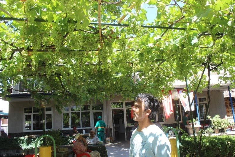 (Özel) Üzüm piş, ağzıma düş
