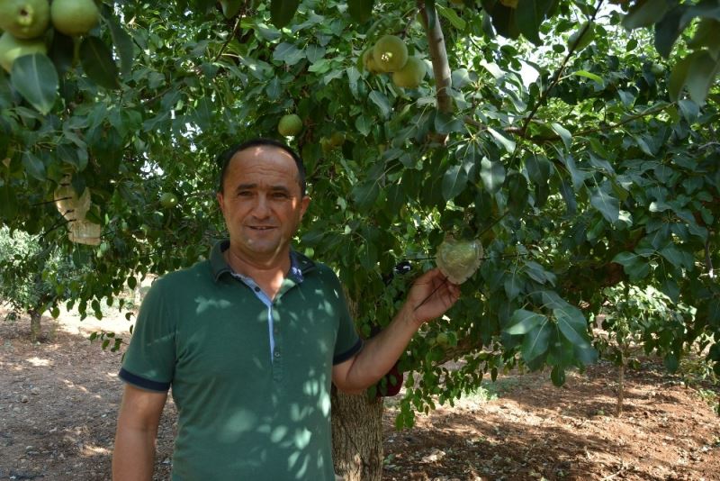 Antalya’da kalp şeklinde armuda yoğun ilgi
