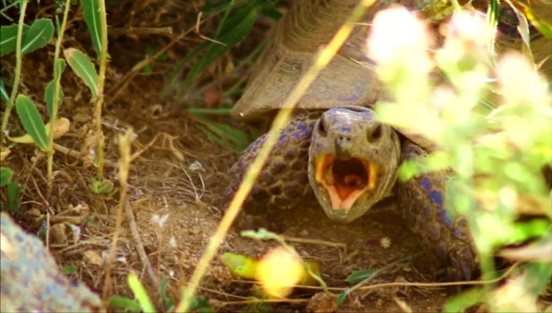 Gezgin öğretmen kaplumbağanın esneme anlarını görüntüledi
