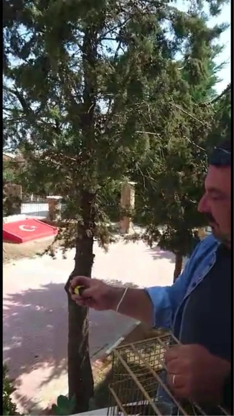 Mühre olarak kullanılan saka kuşu özgürlüğüne kavuşturuldu
