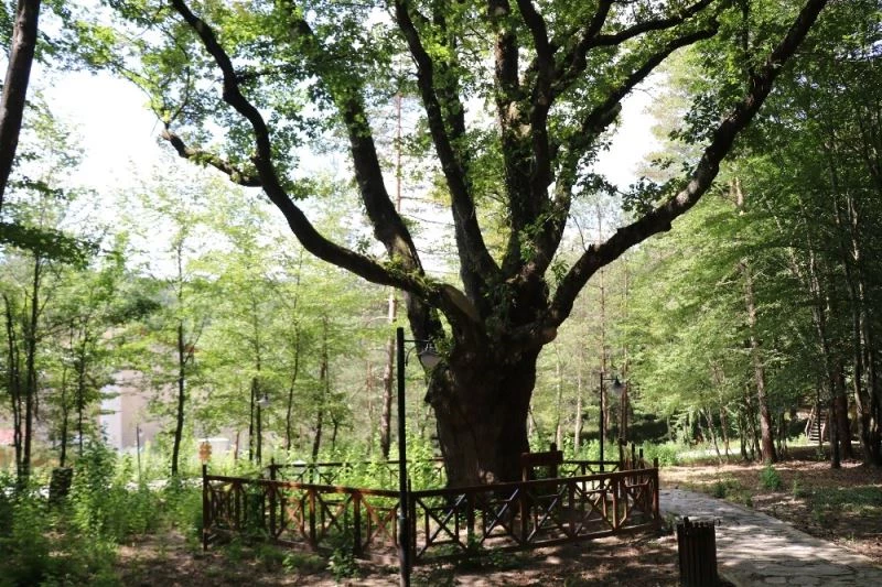 Atatürk’ün gölgesinde ayran içtiği 400 yıllık meşe ağacı koruma altında
