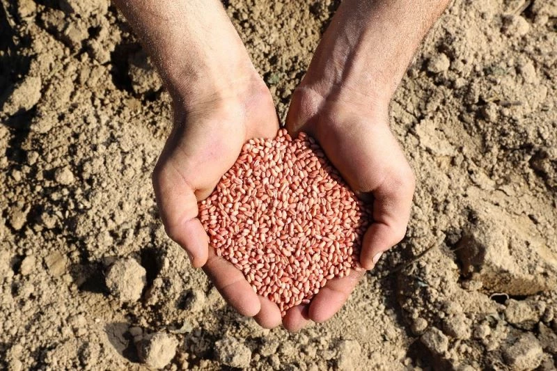 Ülker’in bisküvilik, yüksek verimli Aliağa Buğdayı’nda ilk hasat yapıldı
