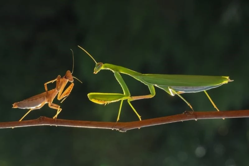 Peygamberdevesinin peşinde
