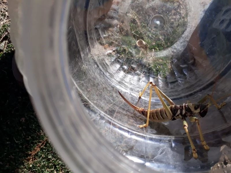 Dev çekirgeyi üzümle beslediler
