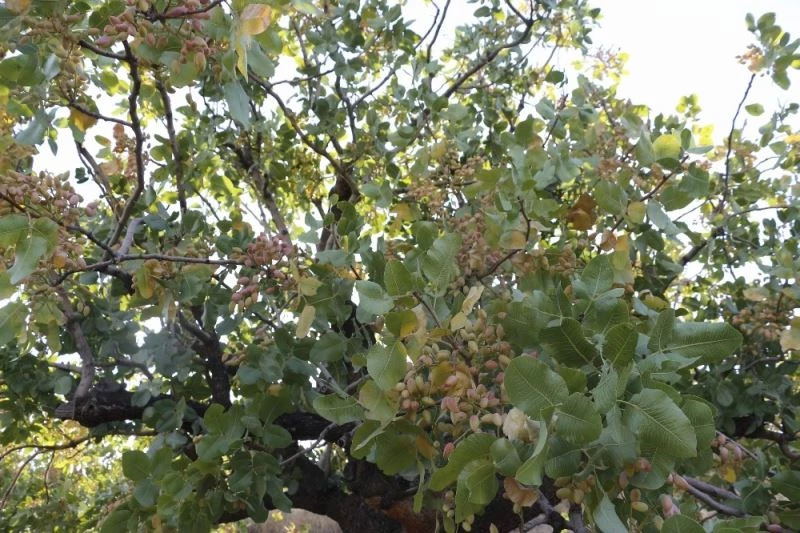 Siirt’te fıstık verimliliğinin arttırılması için 2 proje kabul edildi
