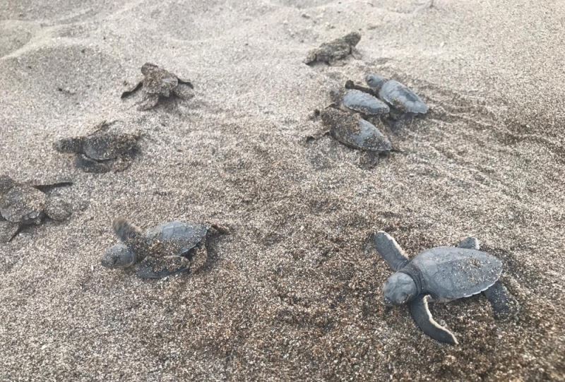 Alanya’da onlarca caretta caretta mavi sularla buluştu
