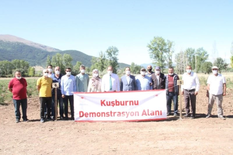Bakanlık hibesiyle dikilen kuşburnular ilk meyvelerini verdi
