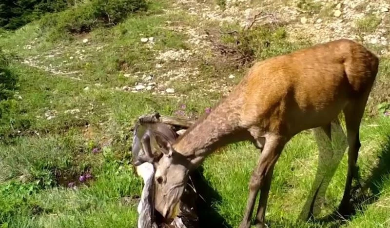 Foto kopanlar Alageyik ve Kızıl Geyikleri görüntüledi
