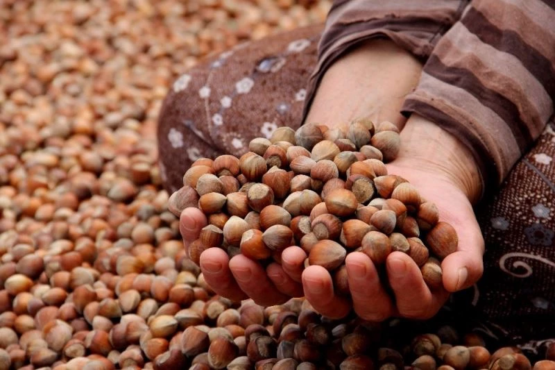 Türkiye son 10 sezonda fındıktan yaklaşık 20 milyar dolar döviz sağladı
