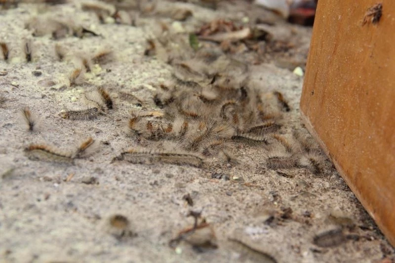 Rize Vampir Kelebekler ve patates böceklerinin ardından şimdi de tırtılların tehdidi altında
