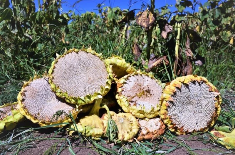 Çerezlik  ayçiçeğinde 250 milyon TL’lik gelir hedefi
