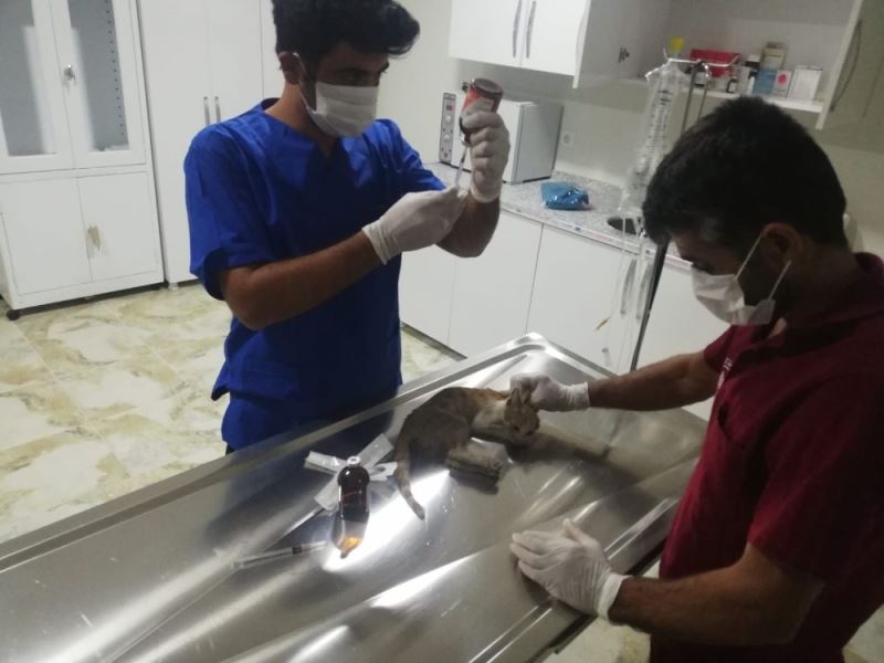 Siirt’te belediye ekipleri yaralı kediyi sağlığına kavuşturmak için seferber oldu
