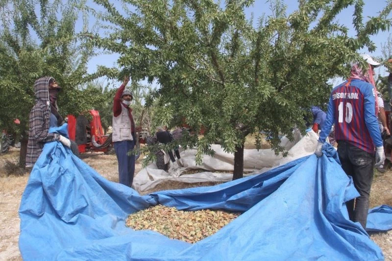 Devlet desteğiyle bin dönüme ektiği bademde hasada başladı
