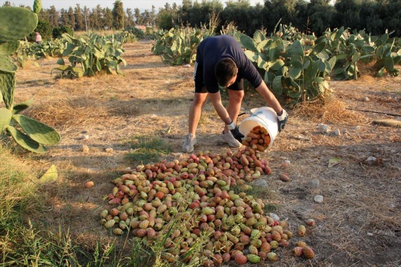 Mersin