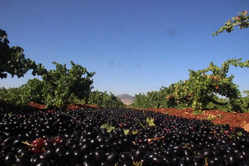 Üzüm para etmeyince kurutmaya başlandı
