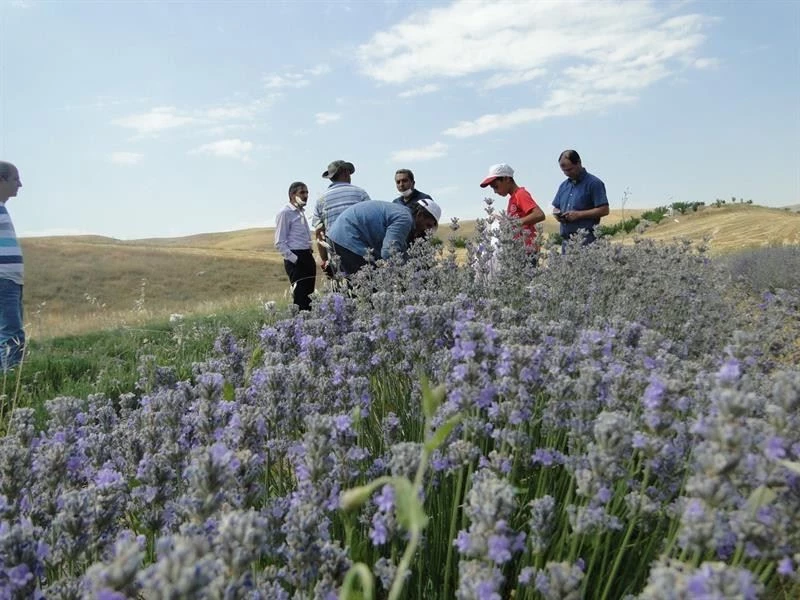 Arguvan’da lavanta yaygınlaştırılacak
