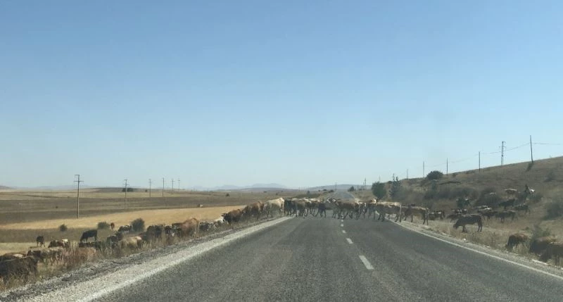 Karayoluna çıkan inek sürüleri yol güvenliğini tehlikeye düşürüyor
