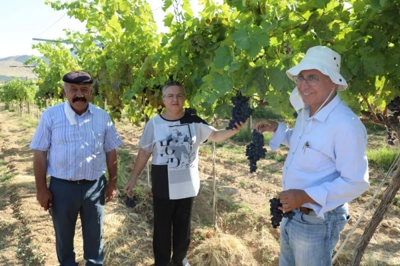 Günyüzü organik üzümün merkezi olmaya aday
