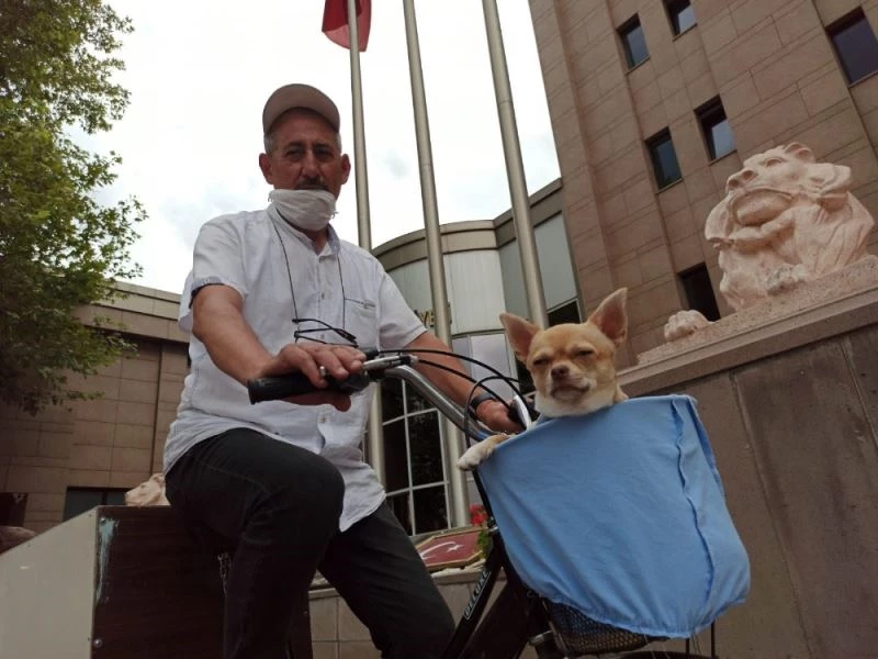 Bisikletle gezmeyi seven minik köpek
