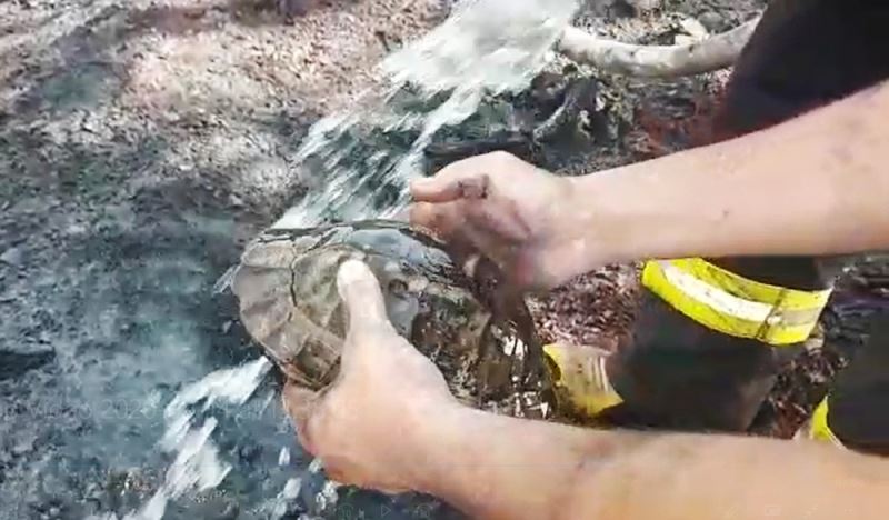 Yangın ortasında kalan kaplumbağayı itfaiyeciler kurtardı

