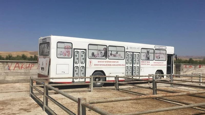 Sungurlu’da sokak hayvanları kısırlaştırılıyor
