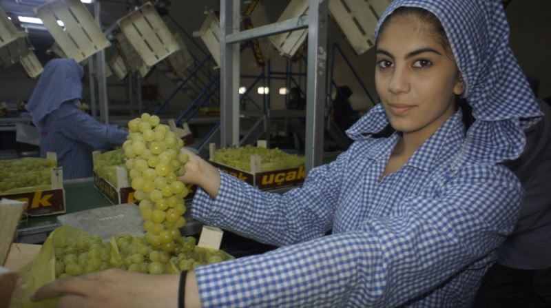 Çekirdeksiz sofralık sultani üzüm ihracatından 37 milyon dolar
