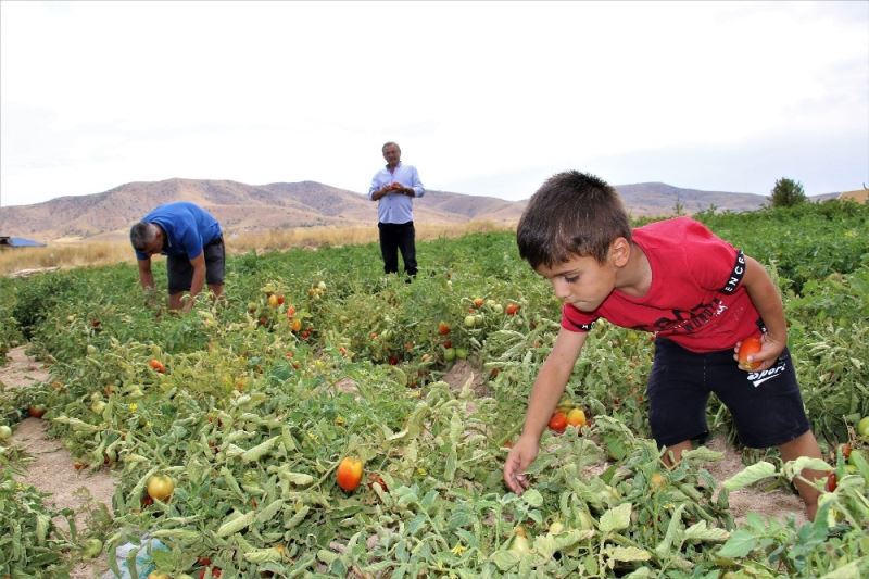 Elazığ’da, müşteriler tarlada kendi sebzesini toplayarak satın alıyor
