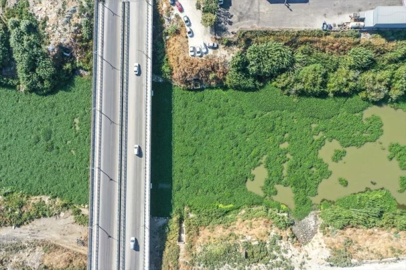 Su sümbülleri Asi Nehri