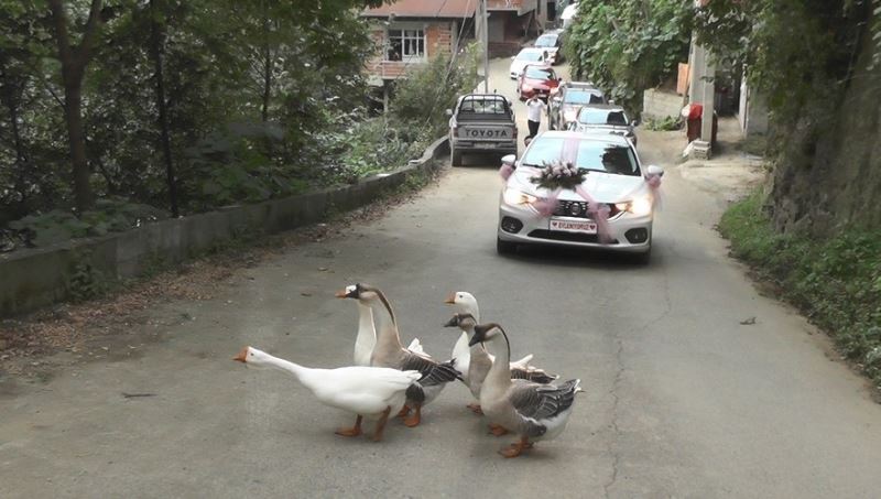 Rize’de düğün konvoyunun önünü bu kez ’Kazlar’ kesti
