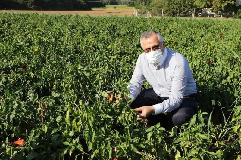 Bafra Ovası ’damla sulama’ yöntemine geçti
