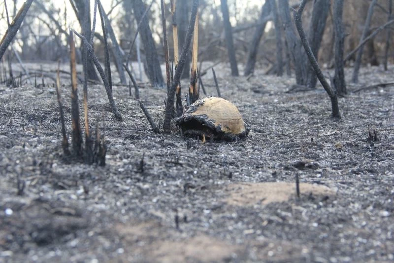 Kuş Cenneti’ndeki tahribat havadan görüntülendi
