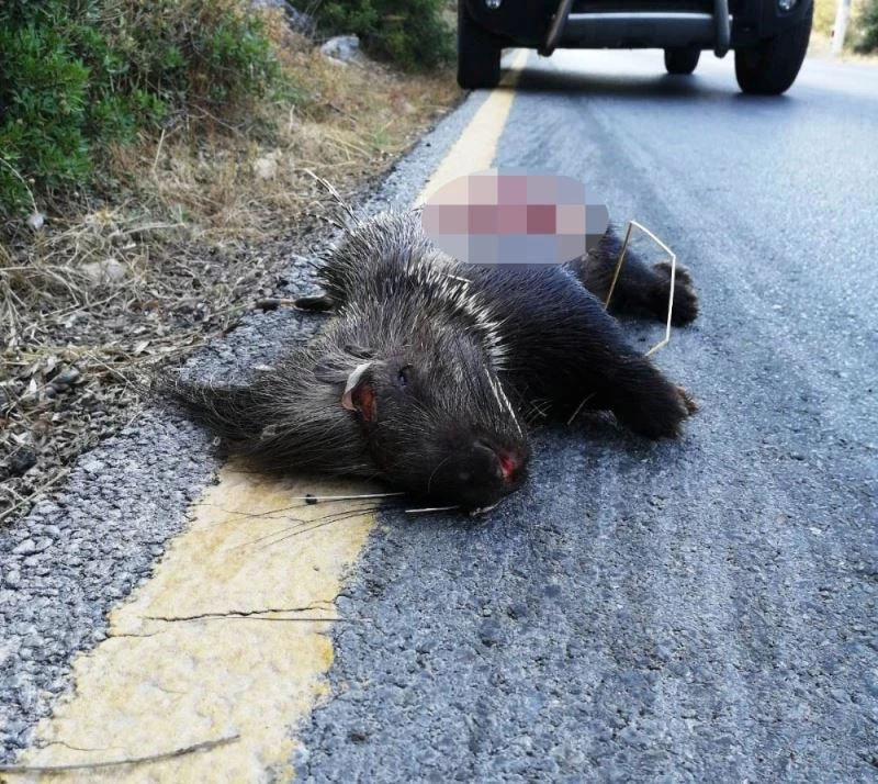 Koruma altındaki hayvanı gözlerini kırpmadan vurdular
