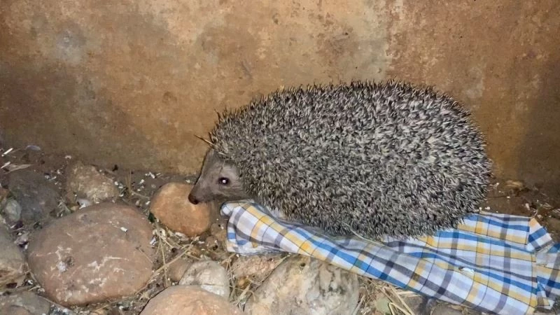 Batı Avrupa Kirpisi hastane bahçesini mesken tuttu
