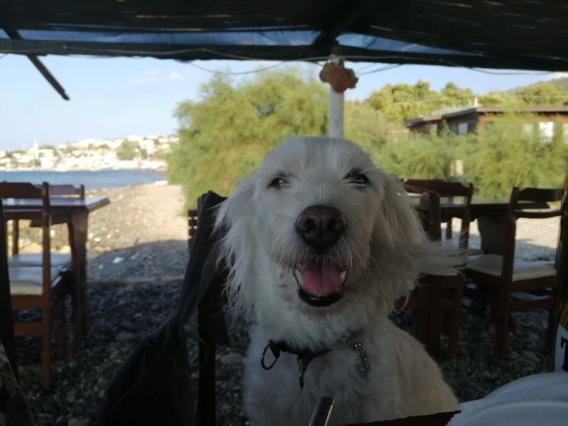 Sahibi, Çakıl için 3 bin lira ödül vaat etti
