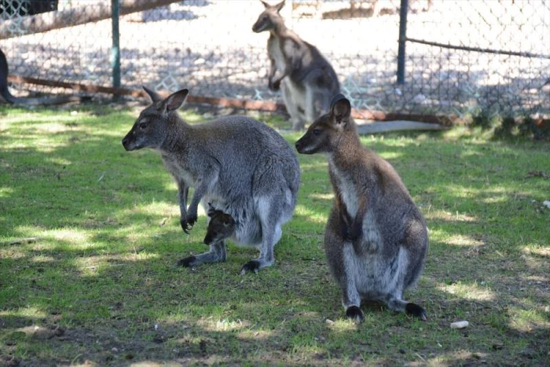 Keçiören Belediye Başkanı Altınok: 