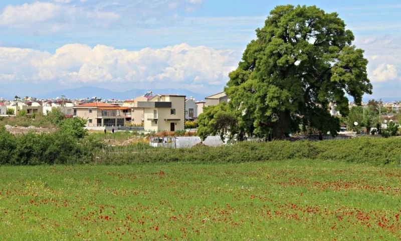 Güzelçamlı’daki 18.asırdan kalan dişbudak ağacı Başkan Günel’in talimatıyla kurtarıldı
