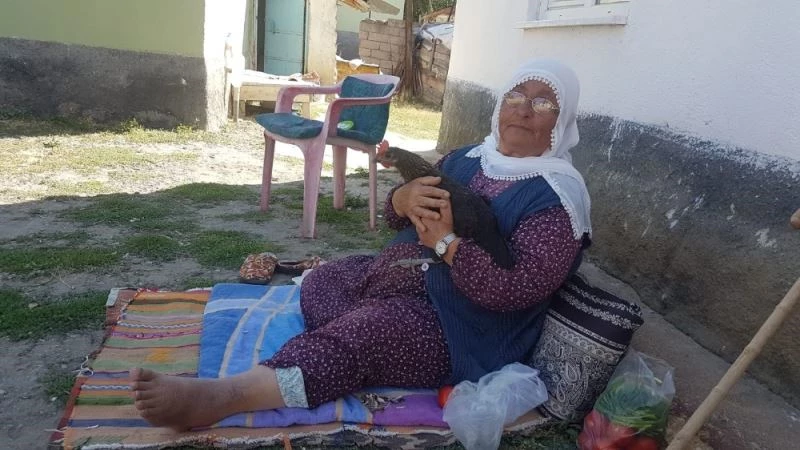 Tavukları ağzı ile besliyor
