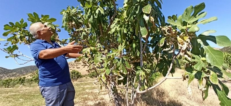 Sıcaklıklar incirin rekolte ve kalitesini etkiledi
