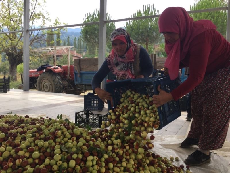 Hünnap üreticilere kazandırmaya devam ediyor
