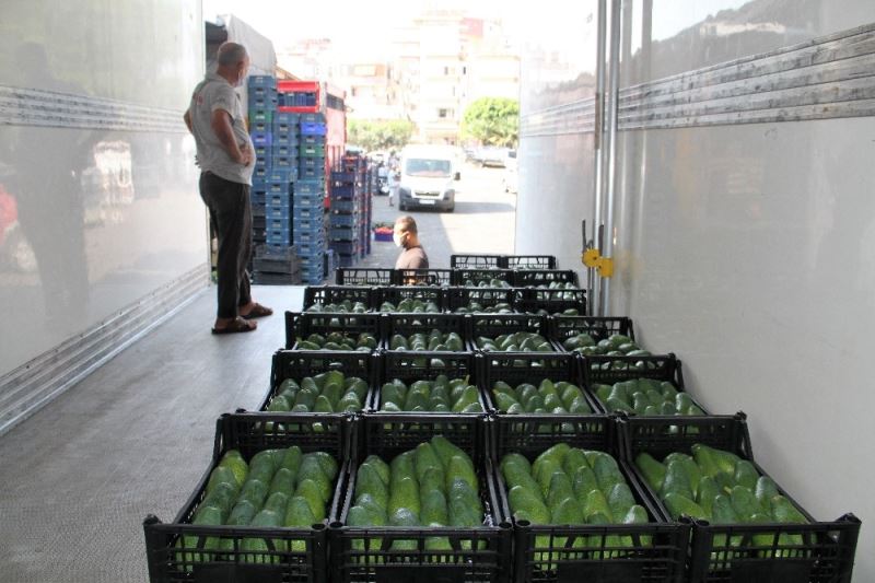 Alanya’dan Bulgaristan’a 3 ton avokado ihracatı
