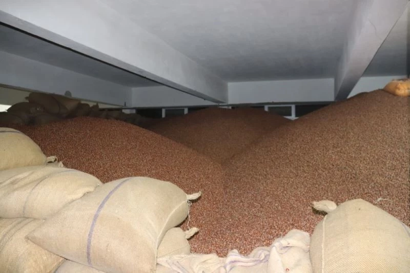 FİSKOBİRLİK fındık alımlarında üreticilerden yoğun ilgi görüyor
