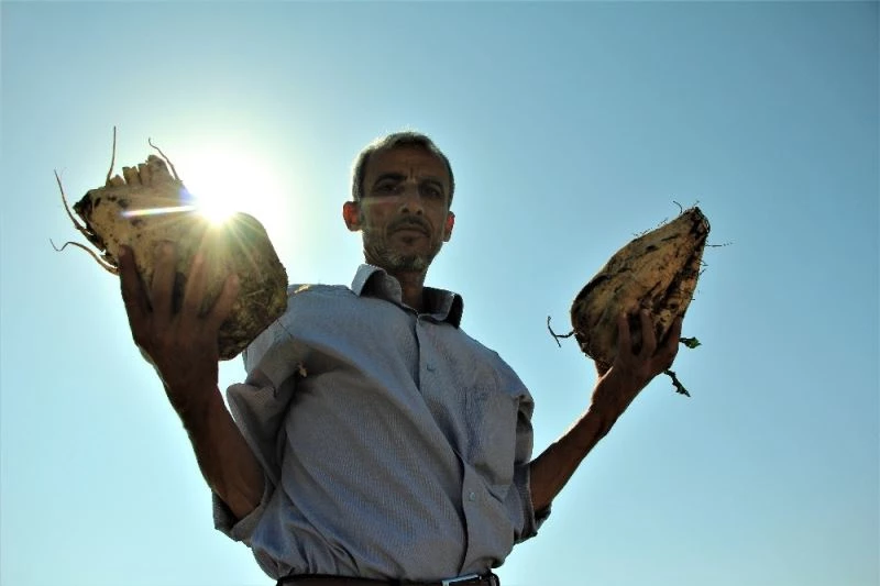 Elazığ Şeker Fabrikası pancar alım kampanyasını başlattı
