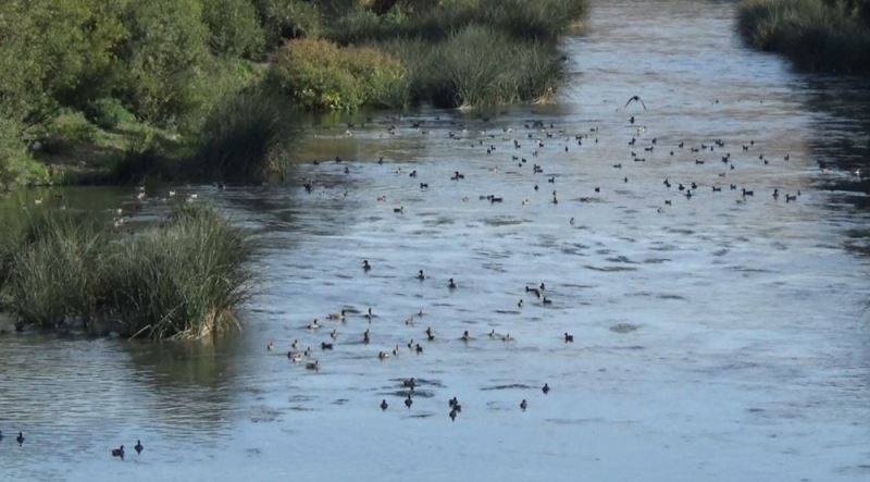 Kuyucuk Kuş Cenneti’ni bırak Kars Çayı’na bak
