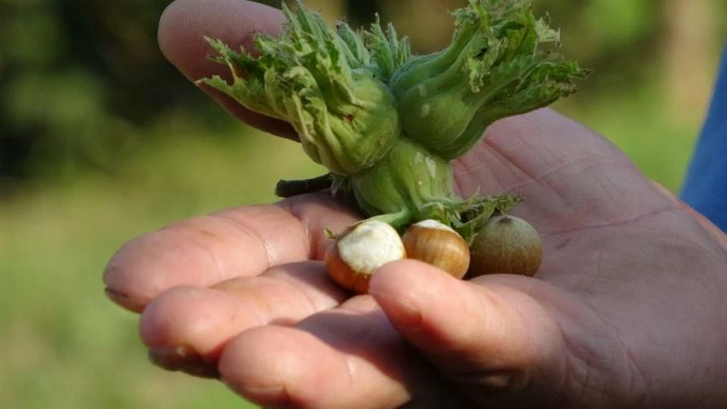 Hamilelerde çiğ fındık tüketiminin önemi
