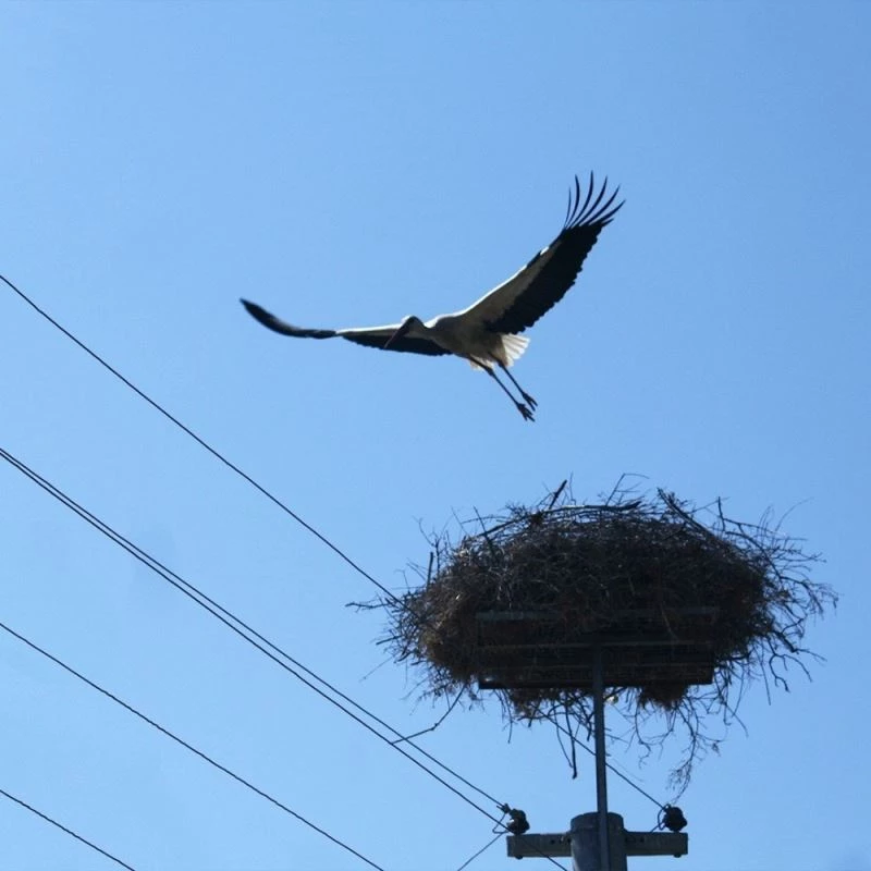 MEDAŞ’tan kuşlar ölmesin diye izolasyon uygulaması

