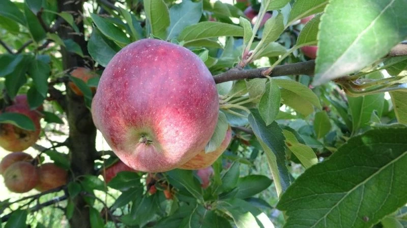 (Özel) Beykoz elmasında yüzler gülüyor
