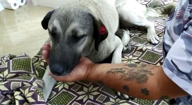 Tırın ezdiği köpeğin imdadına ’hayvan dostları’ koştu
