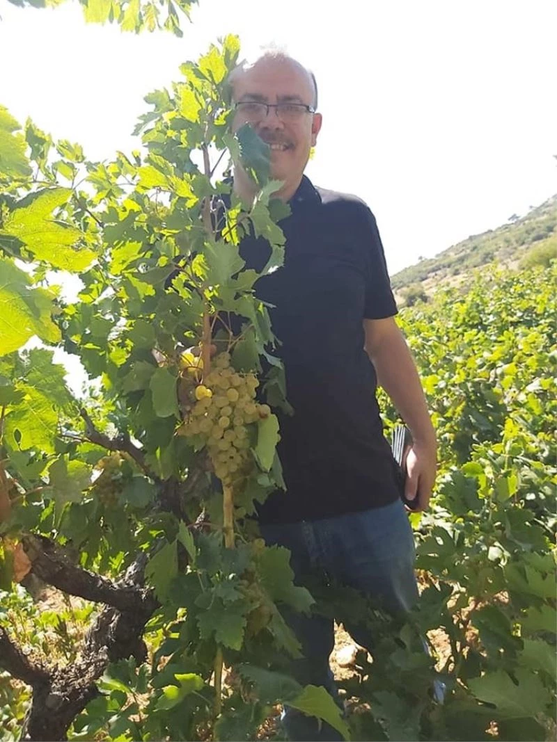 Üzümde 25 bin ton rekolte bekleniyor
