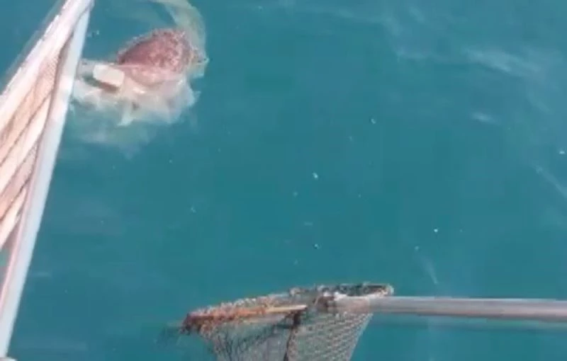 Misina ve poşete dolanan caretta caretta kurtarıldı
